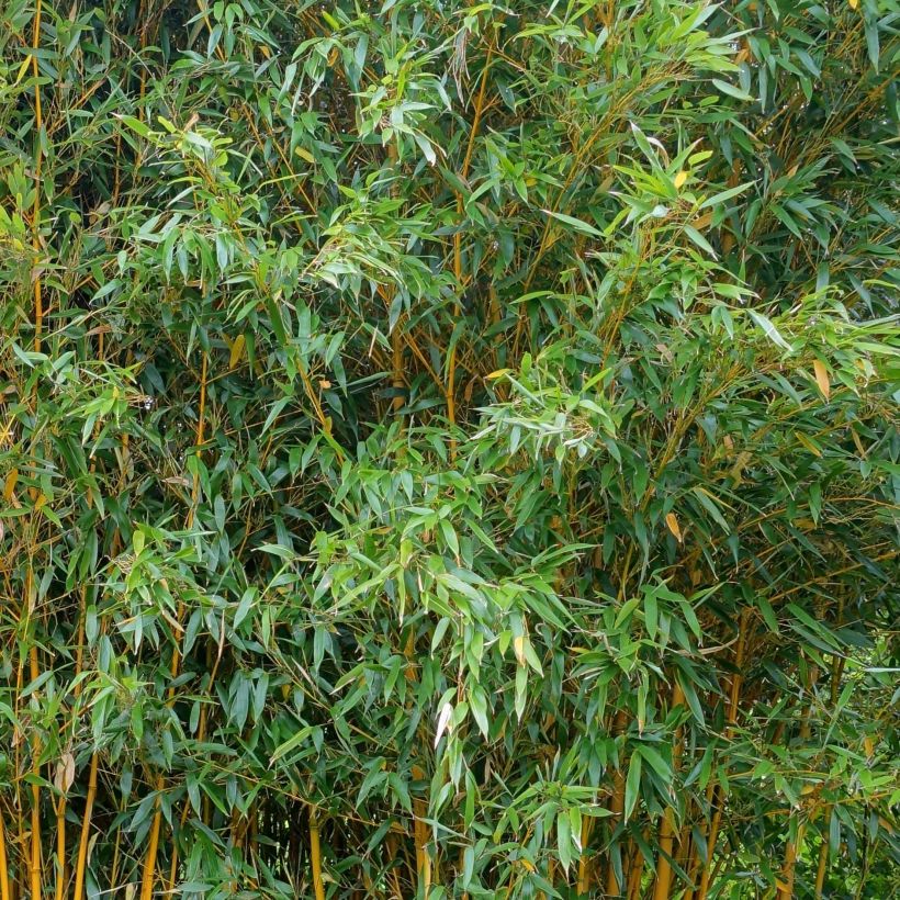 Phyllostachys vivax Aureocaulis - Reuzenbamboe (Blad)