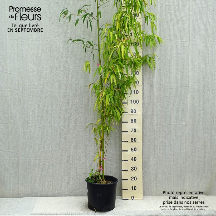 Exemplaar van Phyllostachys vivax Huangwenzhu - Reuzenbamboe Pot van 12 l/15 l zoals geleverd in de herfst