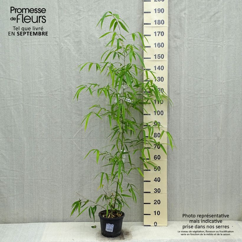 Exemplaar van Phyllostachys vivax Huangwenzhu - Reuzenbamboe Pot van 4 l/5 l zoals geleverd in de herfst