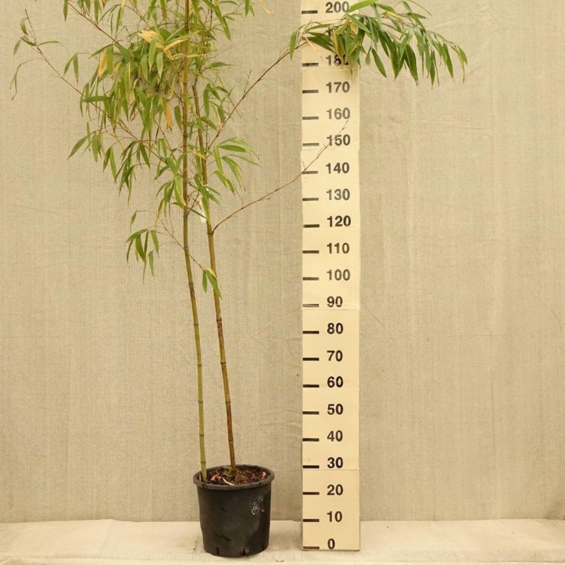 Exemplaar van Phyllostachys vivax MacClure - Reuzenbamboe Pot van 12 l/15 l zoals geleverd in de herfst