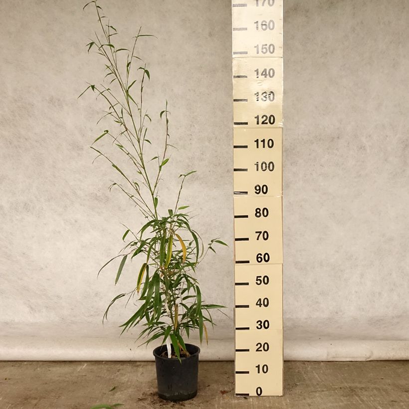 Exemplaar van Phyllostachys vivax MacClure - Reuzenbamboe Pot van 12 l/15 l zoals geleverd in de zomer