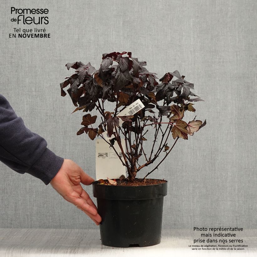 Exemplaar van Physocarpus opulifolius Rubella - Blaasspirea Pot van 2 l/3 l zoals geleverd in de herfst