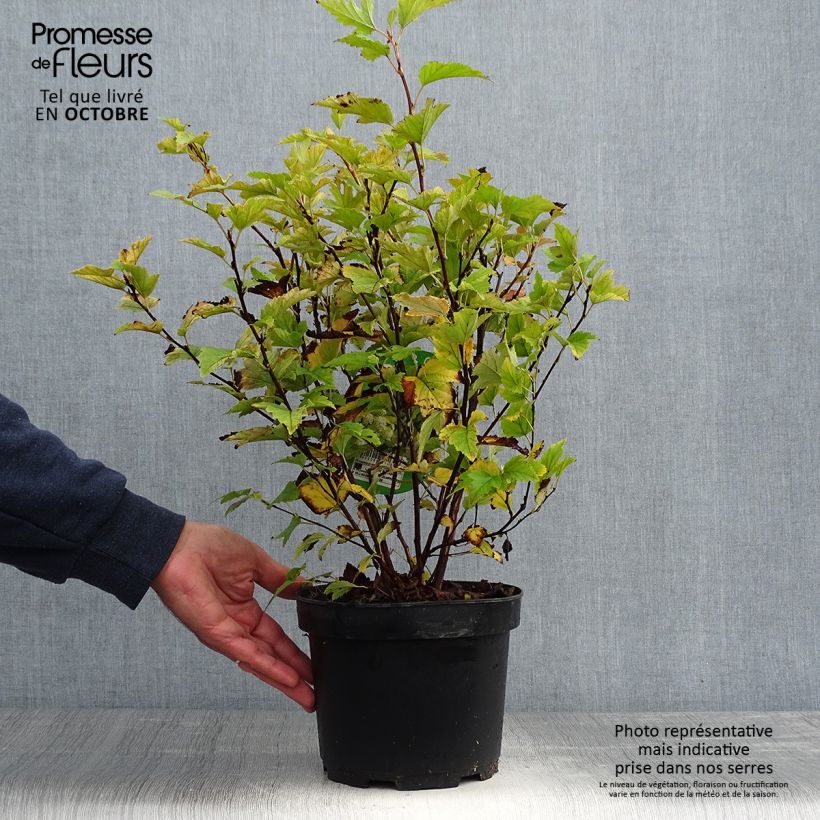Exemplaar van Physocarpus opulifolius Darts Gold - Blaasspirea Pot van 3 l/4 l zoals geleverd in de herfst