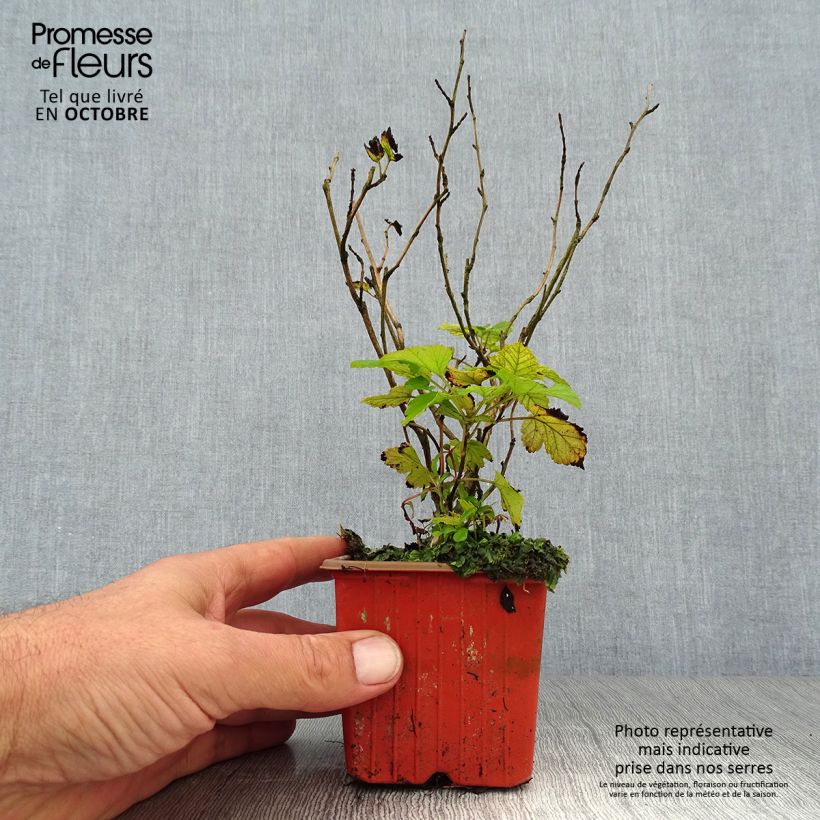 Exemplaar van Physocarpus opulifolius Darts Gold - Blaasspirea Kweekpotje van 8/9 cm zoals geleverd in de herfst