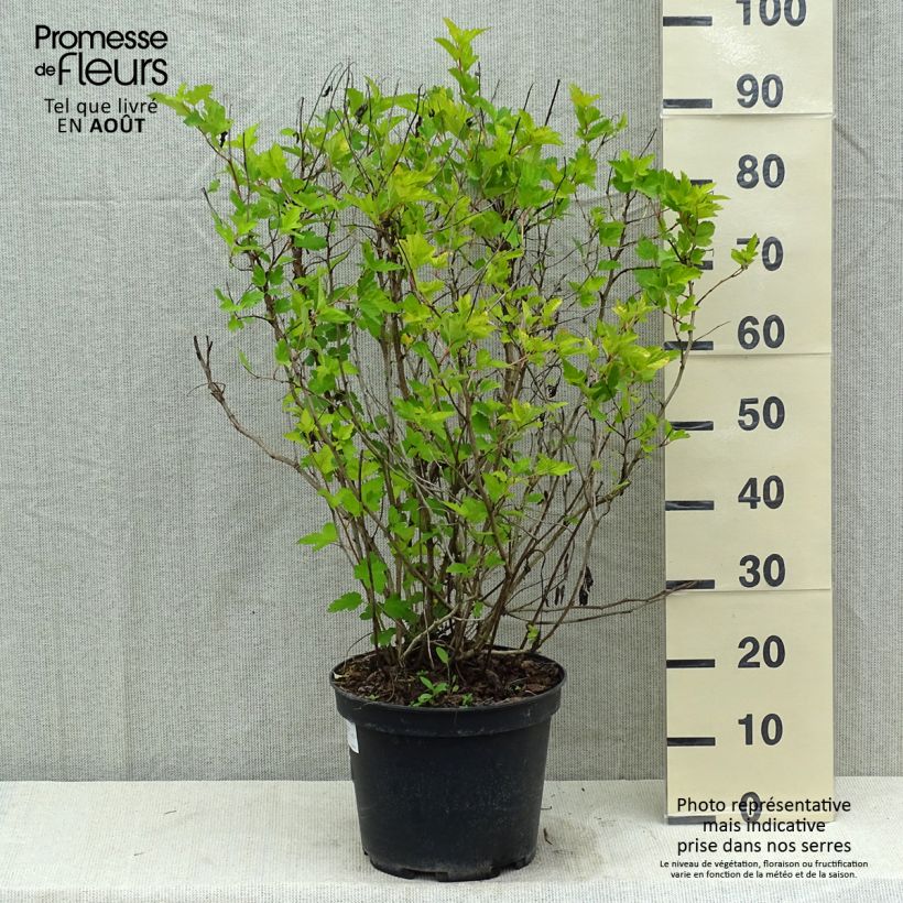 Exemplaar van Physocarpus opulifolius Darts Gold - Blaasspirea Pot van 6 l/7 l zoals geleverd in de zomer
