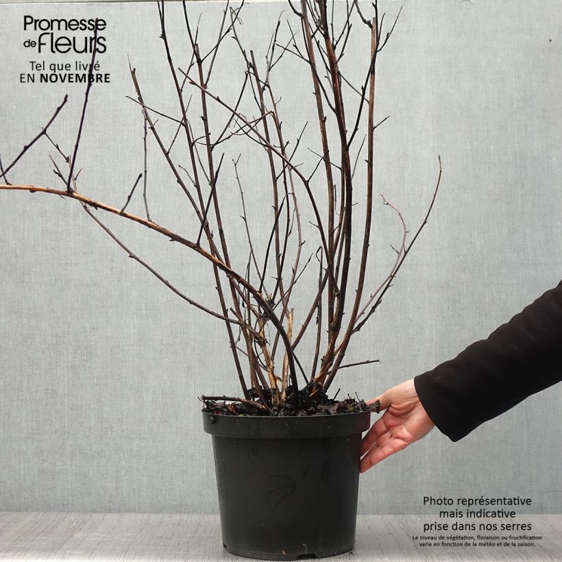 Exemplaar van Physocarpus opulifolius Midnight - Blaasspirea Pot van 7,5 l/10 l zoals geleverd in de herfst