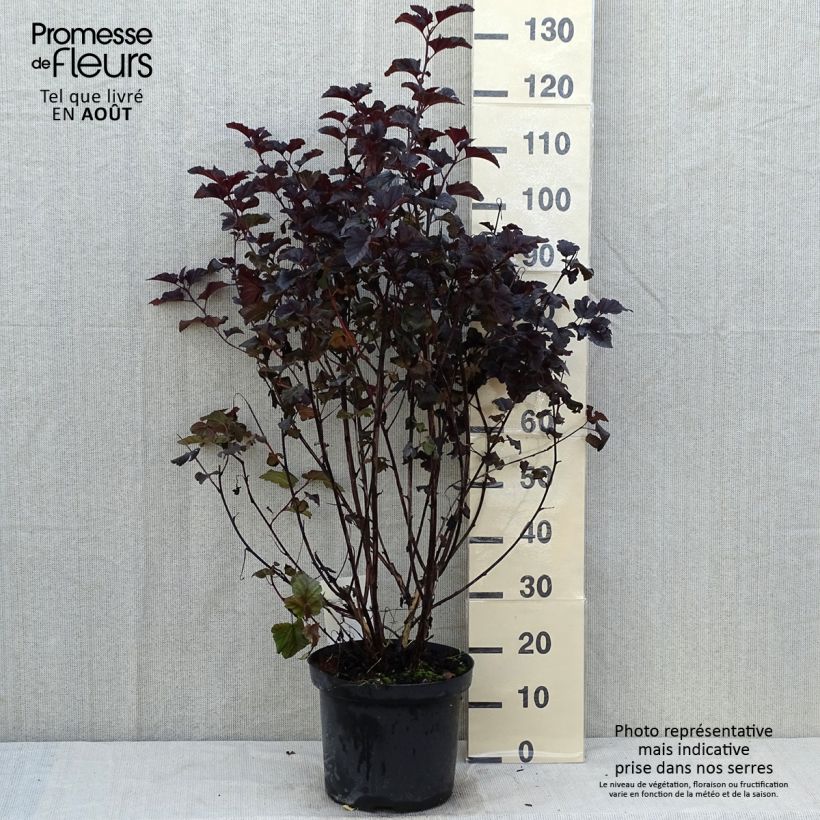 Exemplaar van Physocarpus opulifolius Midnight - Blaasspirea Pot van 7,5 l/10 l zoals geleverd in de zomer