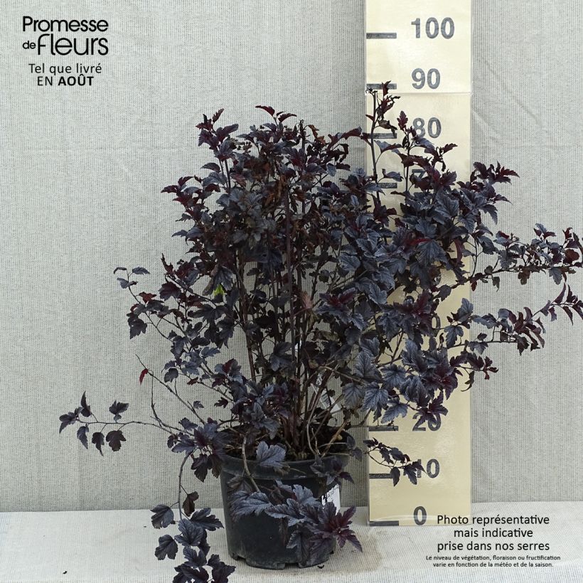 Exemplaar van Physocarpus opulifolius All Black - Blaasspirea Pot van 7,5 l/10 l zoals geleverd in de zomer