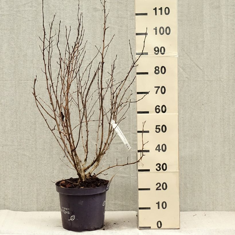 Exemplaar van Physocarpus opulifolius Amber Jubilee - Blaasspirea Pot van 7,5 l/10 l zoals geleverd in de herfst