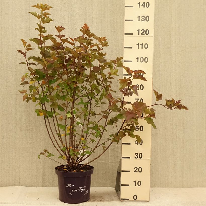 Exemplaar van Physocarpus opulifolius Amber Jubilee - Blaasspirea Pot van 7,5 l/10 l zoals geleverd in de zomer