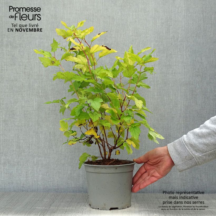 Exemplaar van Physocarpus opulifolius Angel Gold - Blaasspirea Pot van 3 l/4 l zoals geleverd in de herfst