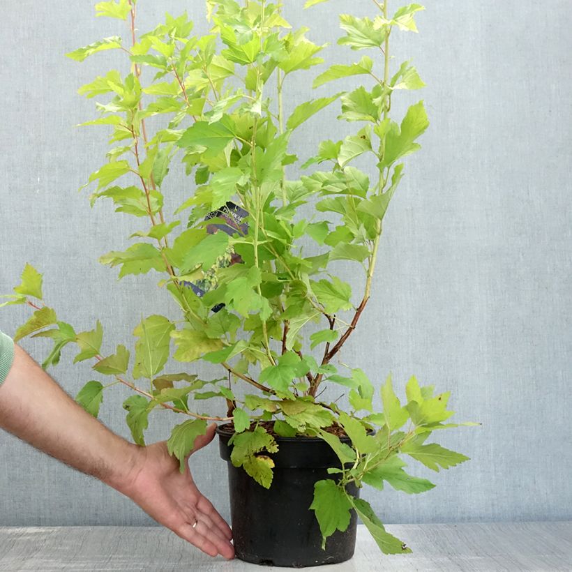 Exemplaar van Physocarpus opulifolius Angel Gold - Blaasspirea Pot van 3 l/4 l zoals geleverd in de zomer