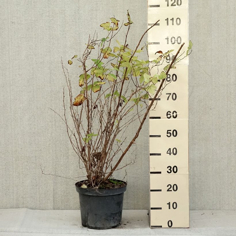 Exemplaar van Physocarpus opulifolius Angel Gold - Blaasspirea Pot van 7,5 l/10 l zoals geleverd in de herfst