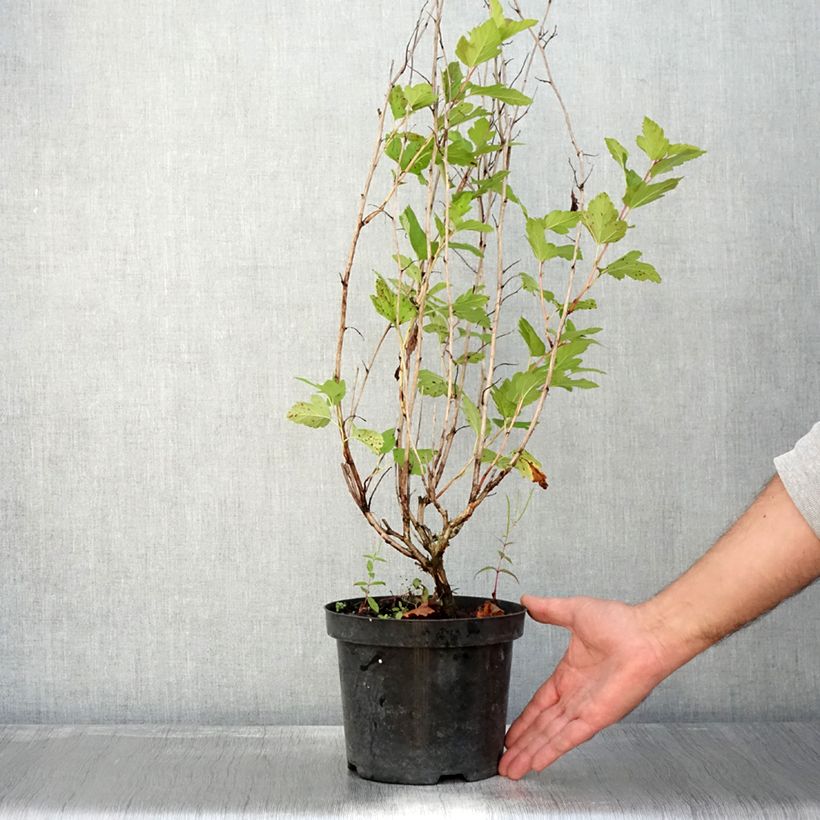 Exemplaar van Physocarpus opulifolius Anny's Gold - Blaasspirea Pot van 3 l/4 l zoals geleverd in de herfst