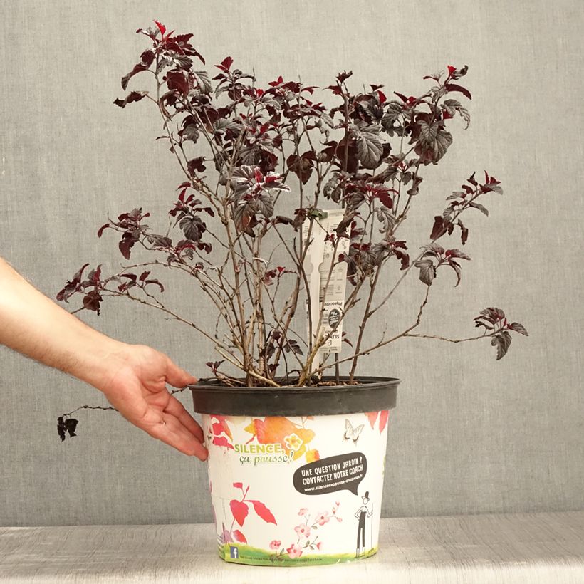 Exemplaar van Physocarpus opulifolius Black Light - Blaasspirea Pot van 7,5 l/10 l zoals geleverd in de zomer