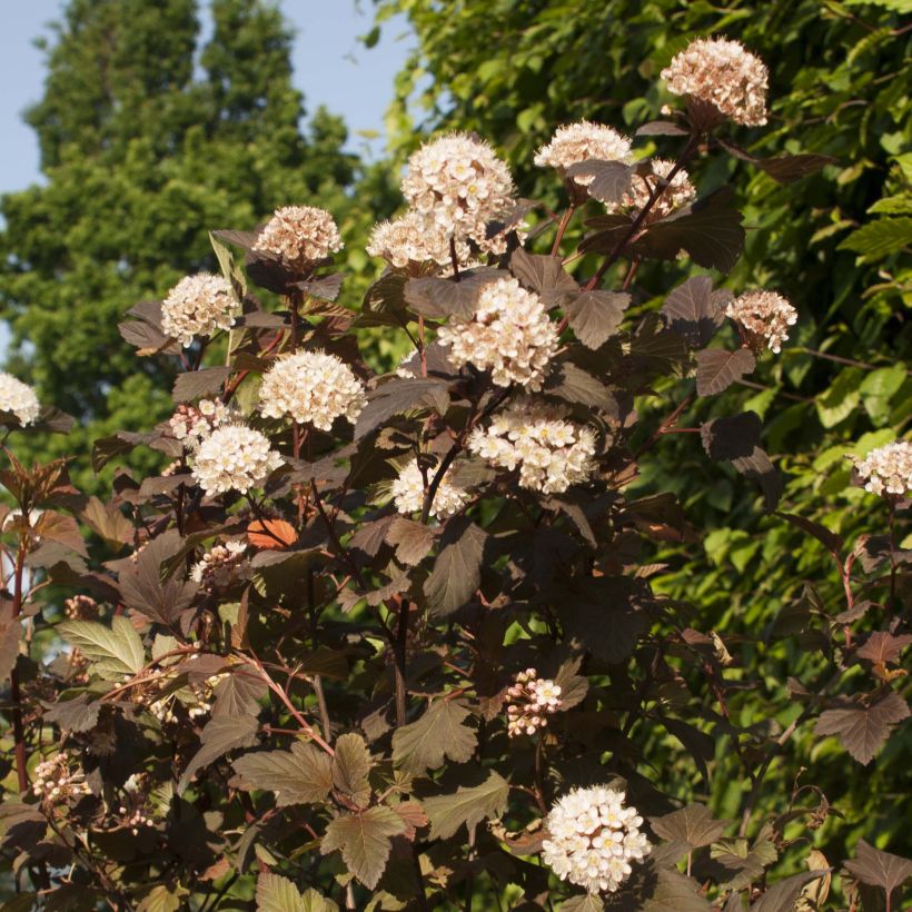 Physocarpus opulifolius Diable D'Or - Blaasspirea (Bloei)
