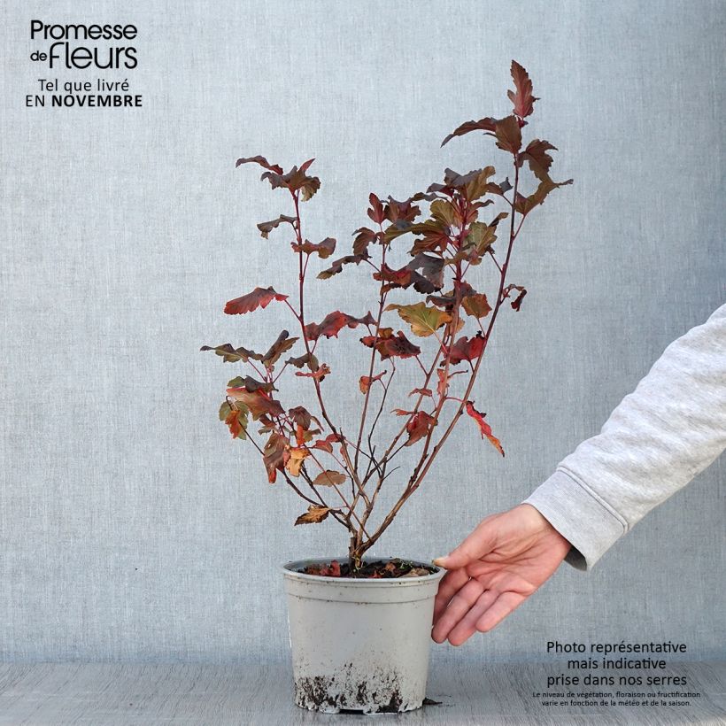 Exemplaar van Physocarpus opulifolius Diable D'Or - Blaasspirea Pot van 3 l/4 l zoals geleverd in de herfst