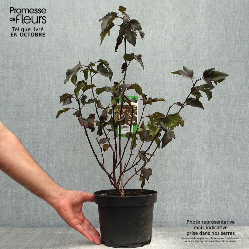 Exemplaar van Physocarpus opulifolius Diabolo - Blaasspirea Pot van 3 l/4 l zoals geleverd in de herfst