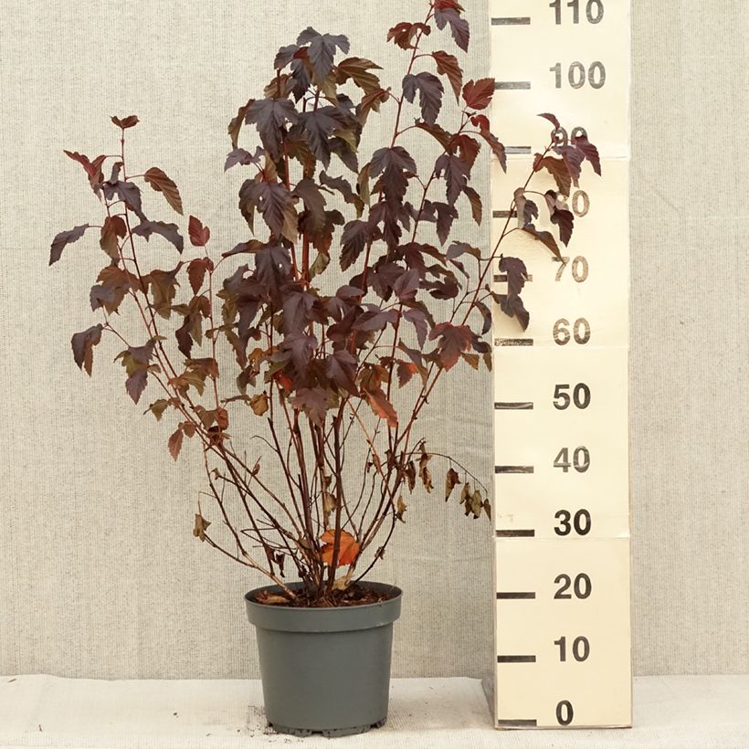 Exemplaar van Physocarpus opulifolius Diabolo - Blaasspirea Pot van 6 l/7 l zoals geleverd in de herfst