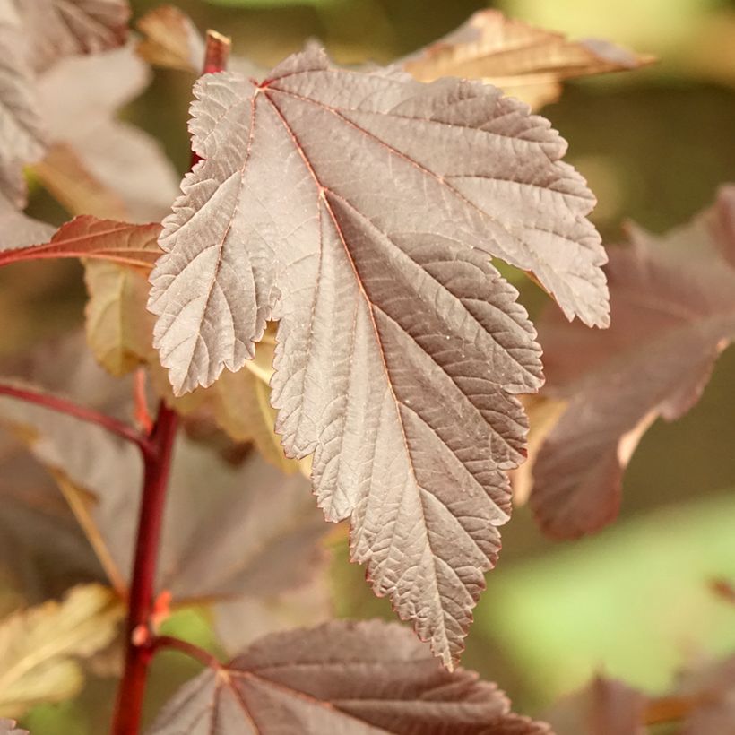 Physocarpus opulifolius Diabolo - Blaasspirea (Blad)