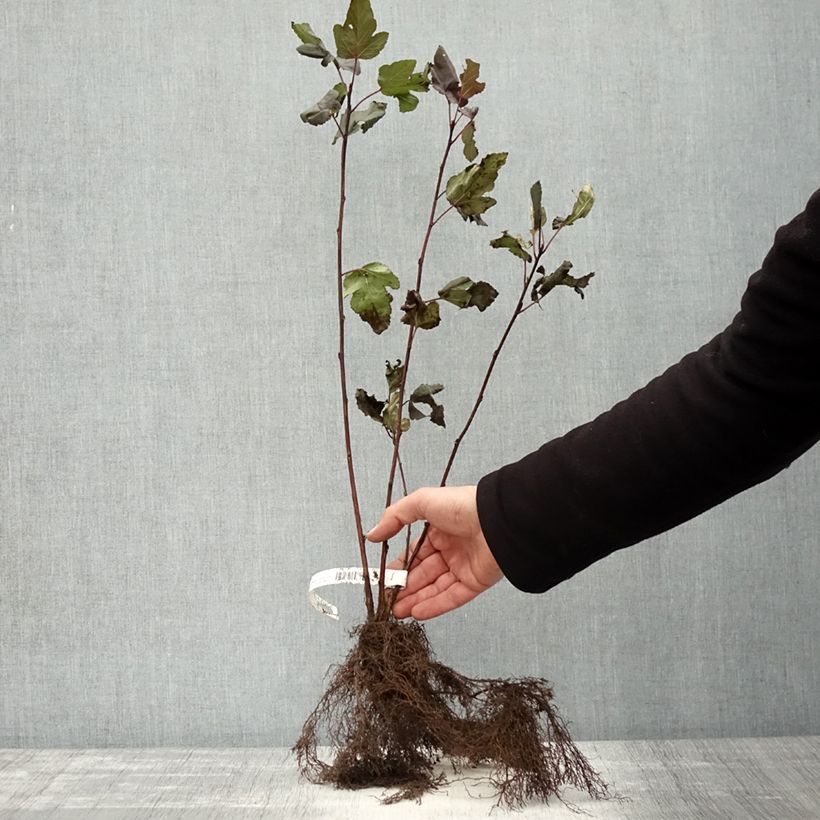 Exemplaar van Physocarpus opulifolius Diabolo - Blaasspirea Naakte wortel zoals geleverd in de winter