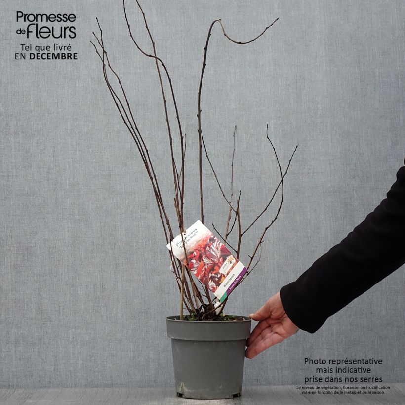 Exemplaar van Physocarpus opulifolius Lady in Red - Blaasspirea Pot van 3 l/4 l zoals geleverd in de herfst