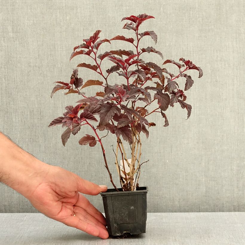 Exemplaar van Physocarpus opulifolius Little Angel - Blaasspirea Kweekpotje van 8/9 cm zoals geleverd in de zomer