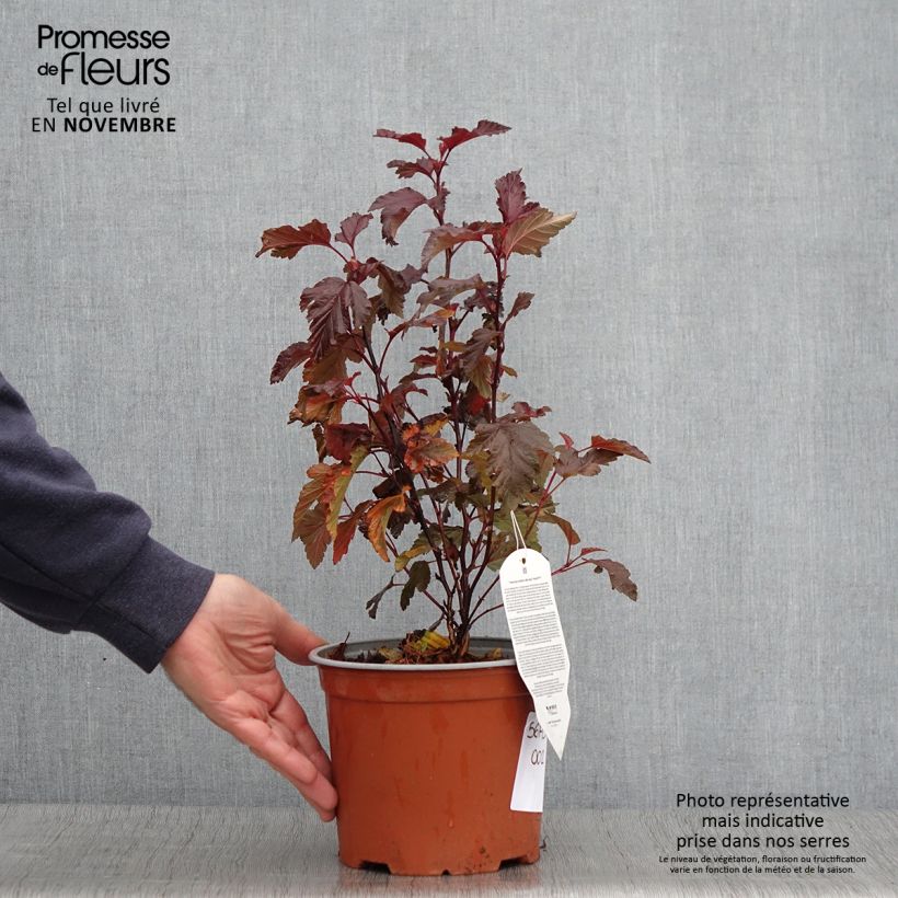 Exemplaar van Physocarpus opulifolius Little Angel - Blaasspirea Pot van 2 l/3 l zoals geleverd in de herfst