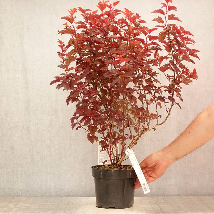 Exemplaar van Physocarpus opulifolius Little Angel - Blaasspirea Pot van 2 l/3 l zoals geleverd in de zomer