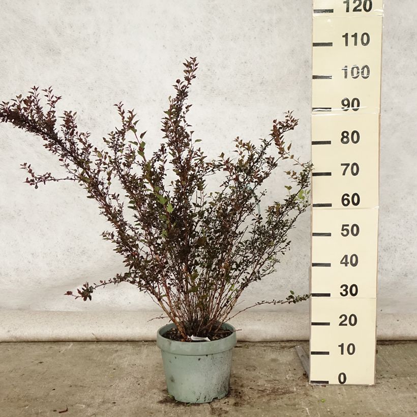Exemplaar van Physocarpus opulifolius Little Devil - Blaasspirea Pot van 7,5 l/10 l zoals geleverd in de zomer