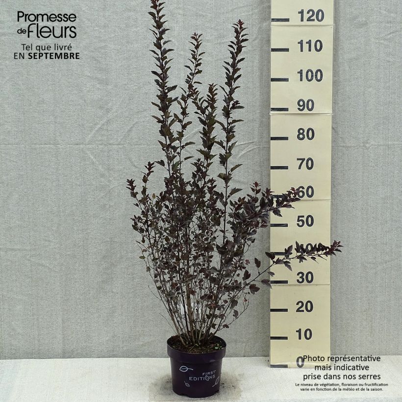 Exemplaar van Physocarpus opulifolius Little Devil - Blaasspirea Pot van 3 l/4 l zoals geleverd in de zomer