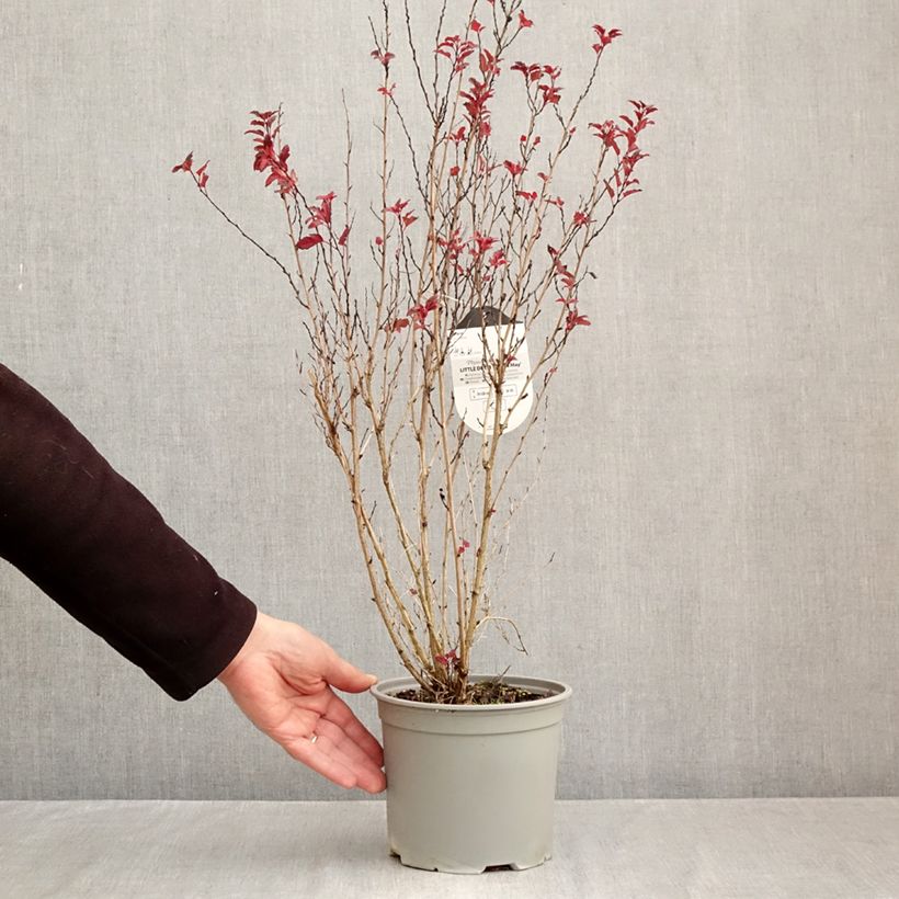 Exemplaar van Physocarpus opulifolius Little Devil - Blaasspirea Pot van 3 l/4 l zoals geleverd in de herfst