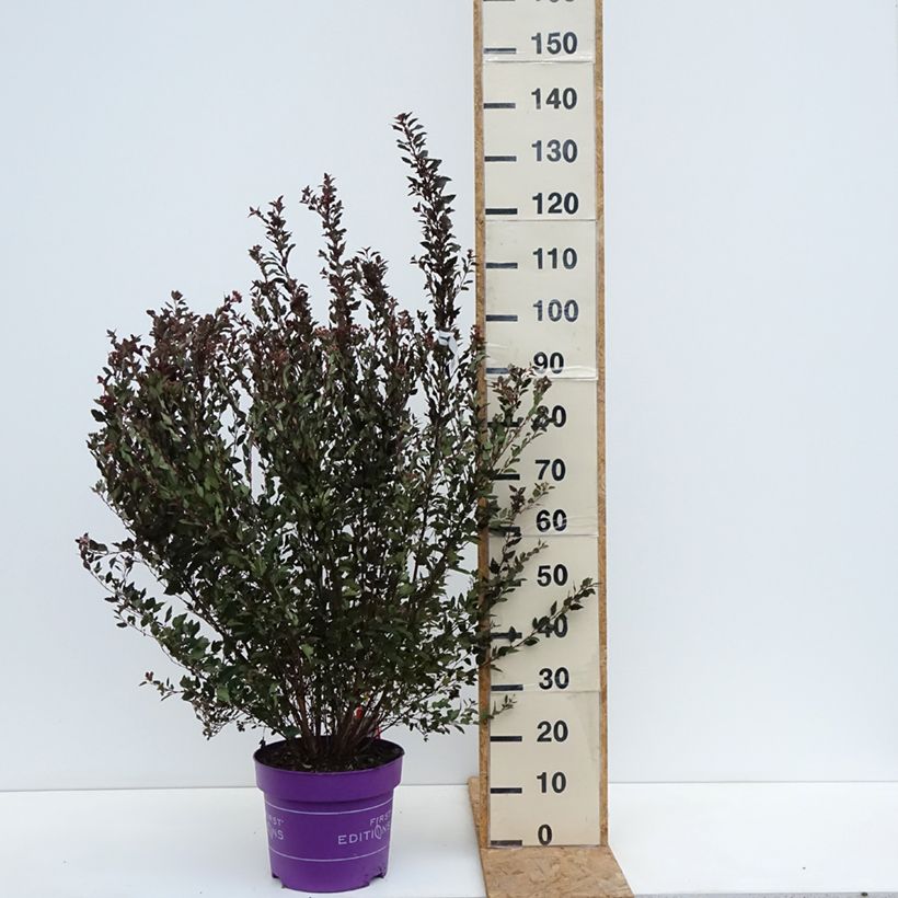 Exemplaar van Physocarpus opulifolius Little Devil - Blaasspirea Pot van 7,5 l/10 l zoals geleverd in de herfst