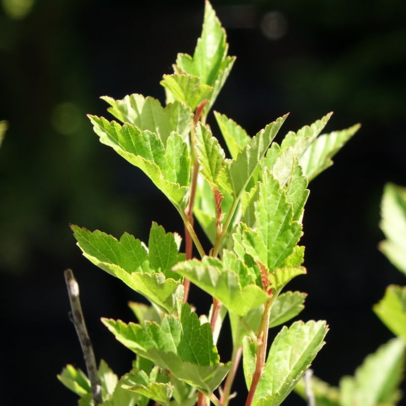 Physocarpus opulifolius Little Greeny - Blaasspirea (Blad)