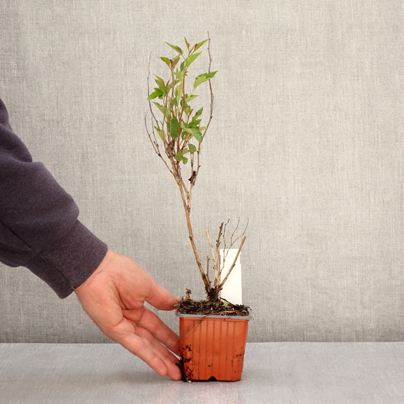 Example of Physocarpus opulifolius Little Greeny - Blaasspirea Kweekpotje van 8/9 cm as you get in printemps