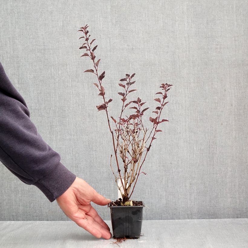 Exemplaar van Physocarpus opulifolius Little Joker - Blaasspirea Kweekpotje van 8/9 cm zoals geleverd in de herfst