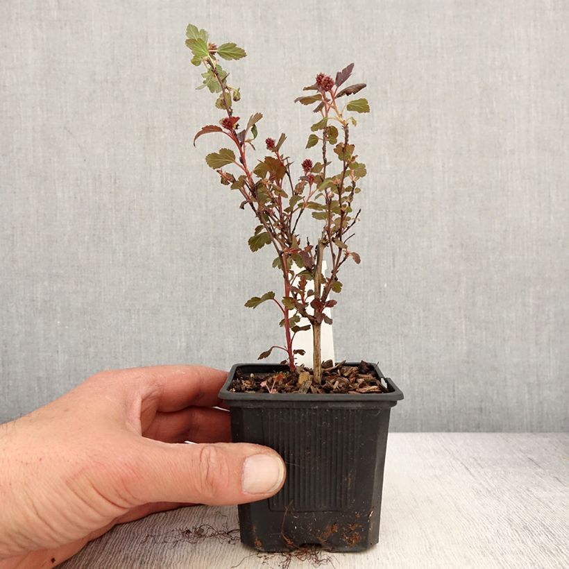 Example of Physocarpus opulifolius Little Joker - Blaasspirea Kweekpotje van 8/9 cm as you get in printemps