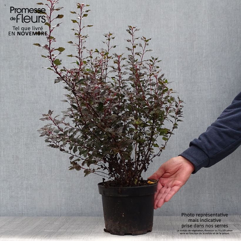 Exemplaar van Physocarpus opulifolius Little Joker - Blaasspirea Pot van 2 l/3 l zoals geleverd in de herfst