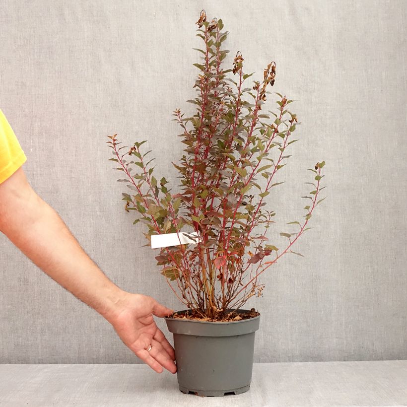 Exemplaar van Physocarpus opulifolius Little Joker - Blaasspirea Pot van 2 l/3 l zoals geleverd in de zomer
