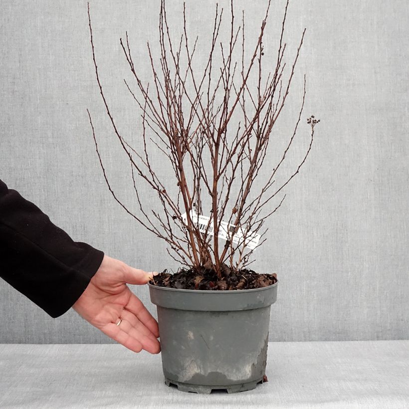 Exemplaar van Physocarpus opulifolius Little Joker - Physocarpe nain Pot de 2L/3L zoals geleverd in de winter