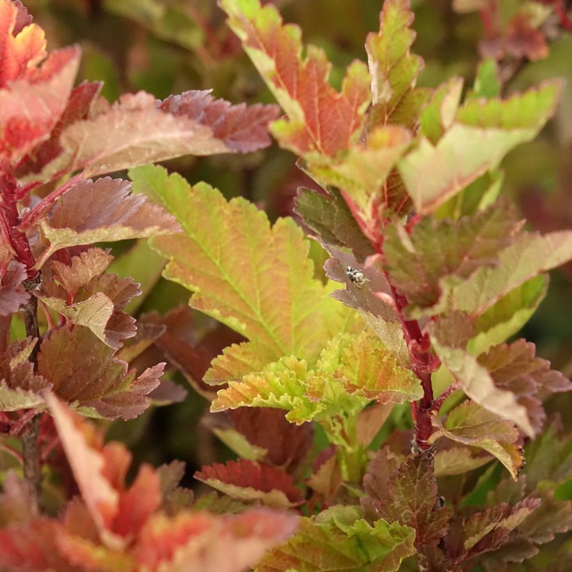 Physocarpus opulifolius Little Leena - Blaasspirea (Blad)