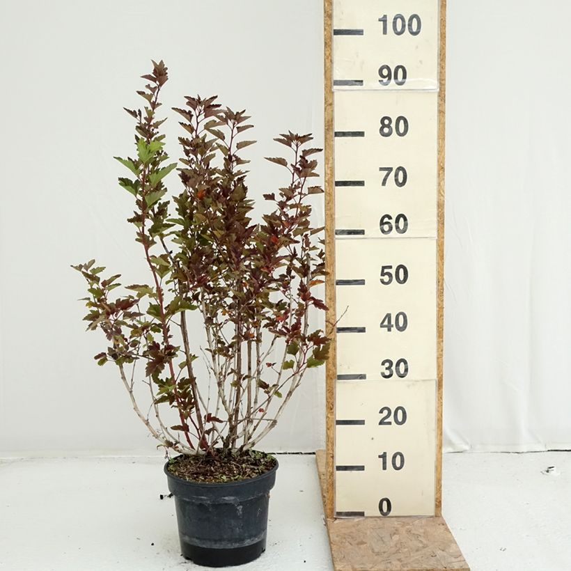 Exemplaar van Physocarpus opulifolius Little Leena - Blaasspirea Pot van 4 l/5 l zoals geleverd in de zomer