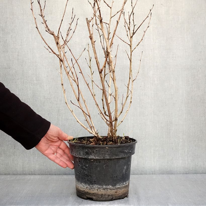 Exemplaar van Physocarpus opulifolius Little Leena - Blaasspirea Pot van 4 l/5 l zoals geleverd in de winter