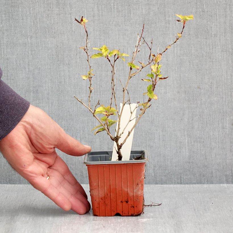 Exemplaar van Physocarpus opulifolius Lucky Devil - Blaasspirea Kweekpotje van 8/9 cm zoals geleverd in de herfst