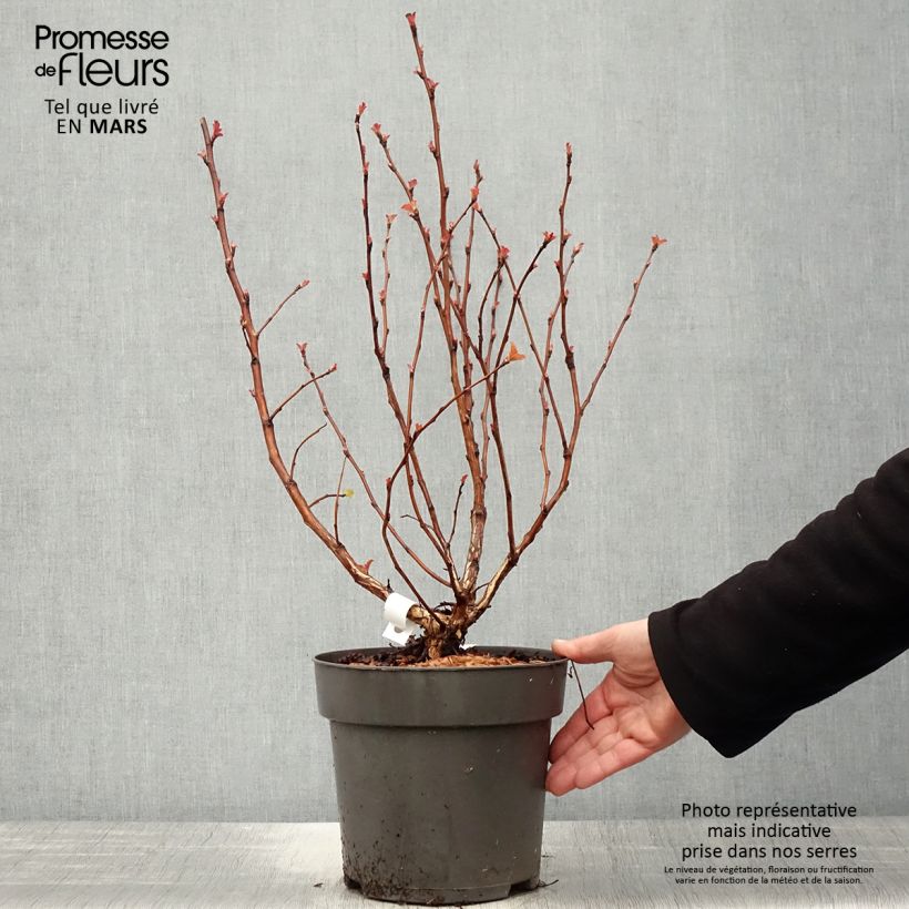 Example of Physocarpus opulifolius Magic Ball - Blaasspirea Pot van 3 l/4 l as you get in printemps