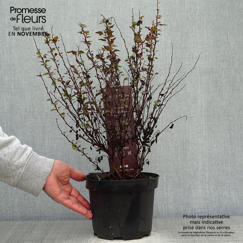Exemplaar van Physocarpus opulifolius Magic Sweet Cherry Tea - Blaasspirea Pot van 3 l/4 l zoals geleverd in de herfst