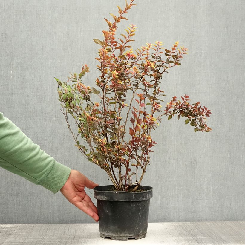 Exemplaar van Physocarpus opulifolius Magic Sweet Cherry Tea - Blaasspirea Pot van 3 l/4 l zoals geleverd in de zomer