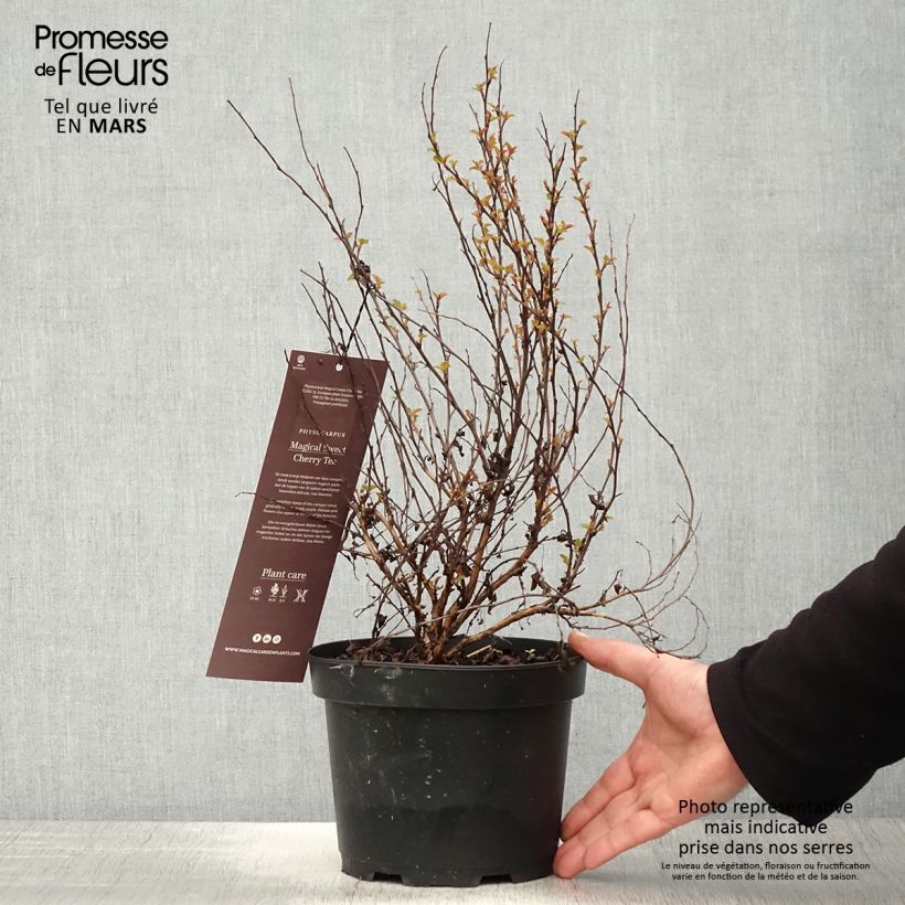 Exemplaar van Physocarpus opulifolius Magic Sweet Cherry Tea - Blaasspirea Pot van 3 l/4 l zoals geleverd in de lente
