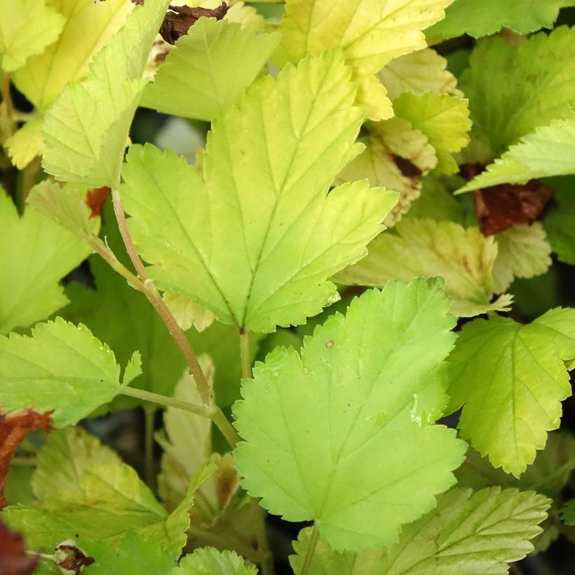 Physocarpus opulifolius Nugget - Blaasspirea (Blad)