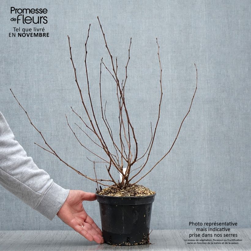 Exemplaar van Physocarpus opulifolius Nugget - Physocarpe Pot de 3L/4L zoals geleverd in de herfst
